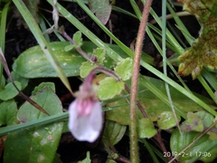 Diclis rotundifolia