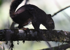 Sciurus deppei