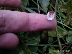 Diclis rotundifolia