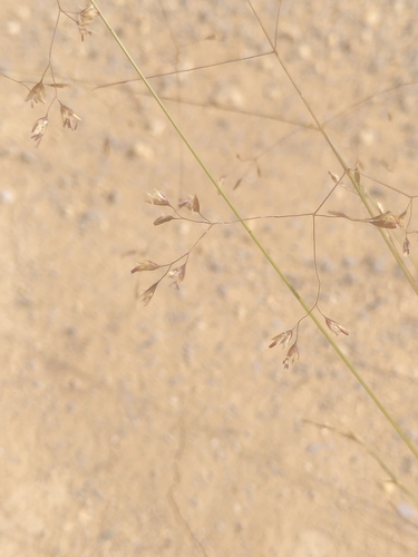 Alpine hairgrass (Deschampsia media)