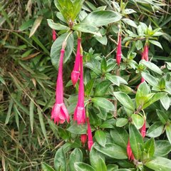 Fuchsia loxensis