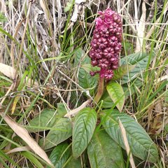 Phytolacca bogotensis