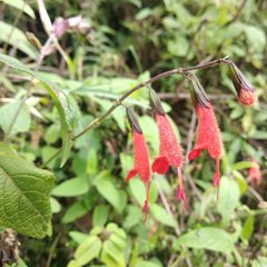 Salvia quitensis