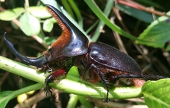 Heterogomphus schoenherri