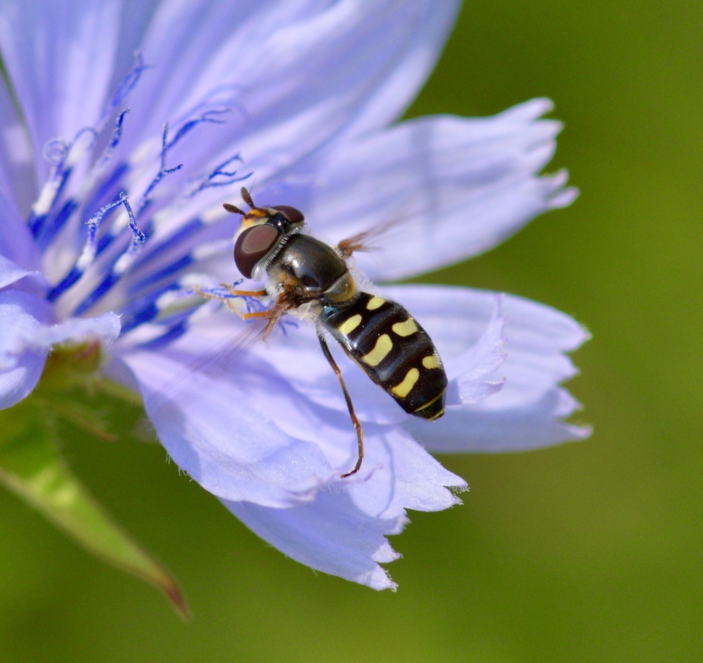 Bare-winged Aphideater