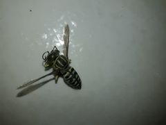 Stictia signata