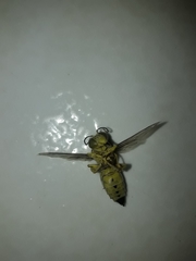 Stictia signata