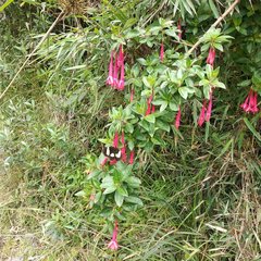 Fuchsia loxensis