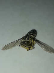 Stictia signata