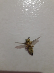 Stictia signata