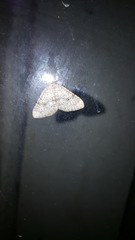 Colostygia multistrigaria