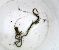 Eulalia clavigera