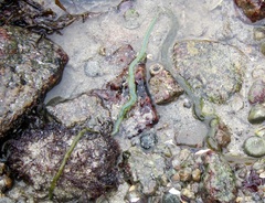 Eulalia clavigera