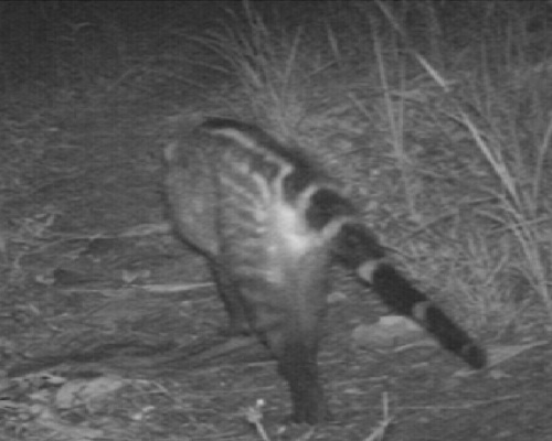 Large Indian Civet