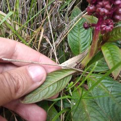 Phytolacca bogotensis