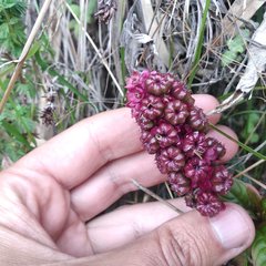 Phytolacca bogotensis