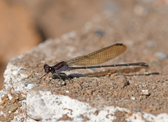 Argia tezpi