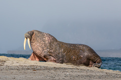 Walrus photo 2