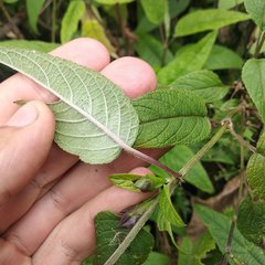 Salvia quitensis