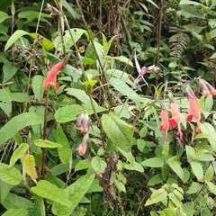 Salvia quitensis