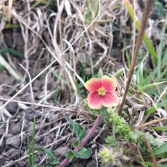 Oenothera epilobiifolia