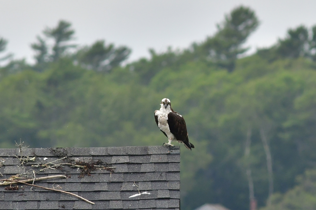 How To Get To Monhegan Island From Boothbay Harbor