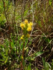Solidago spathulata