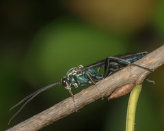 Platylabus clarus
