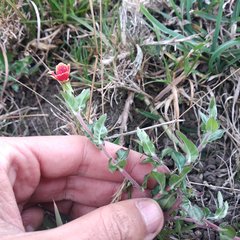 Oenothera epilobiifolia