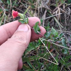 Oenothera epilobiifolia