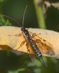 Itoplectis