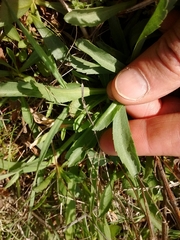 Solidago spathulata