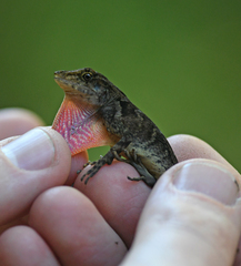 Anolis cobanensis