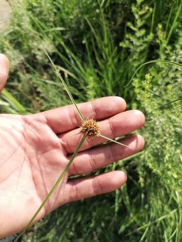 Cyperus manimae var. apiculatus