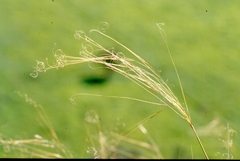 Stipa capillata