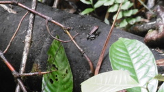 Epipedobates boulengeri