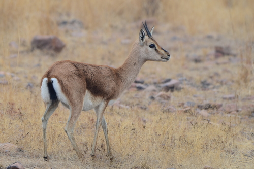 Indian Gazelle