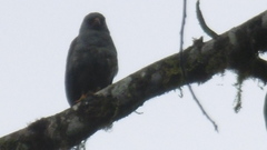 Rupornis magnirostris