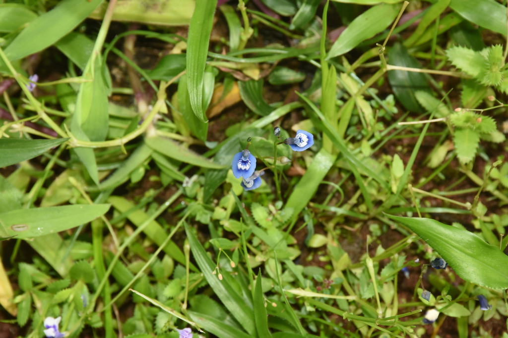 Utricularia lazulina