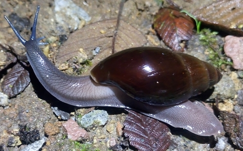 Wolfsnails