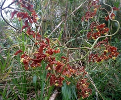 Cyrtochilum serratum