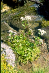 Cardamine asarifolia