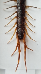 Eupolybothrus grossipes