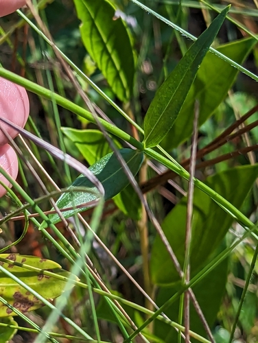 Image of Sabatia difformis by (c) Alison Northup, some rights reserved (CC BY)
