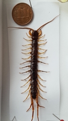 Eupolybothrus grossipes