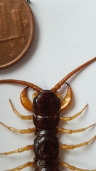 Eupolybothrus grossipes