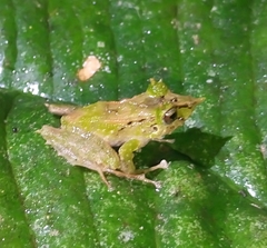 Pristimantis appendiculatus