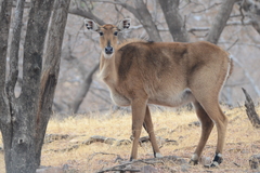Boselaphus tragocamelus