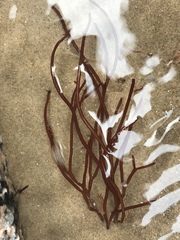 Sarcodiotheca