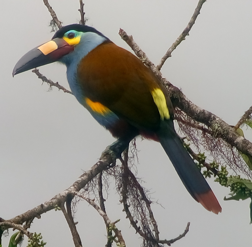 Plate-billed Mountain-Toucan photo